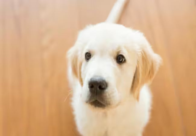 Swallowed Poisons in Dogs: A Vet’s 2025 Emergency & Prevention Guide ☠️🐶