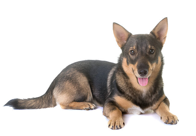 Swedish Vallhund Care: 2025 Vet-Approved Herding Breed Guide 🐕⚔️
