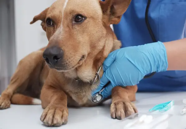 Tea Tree Oil & Dogs: 2025 Vet Guide to Toxicity, Safe Use & Treatment 🐾