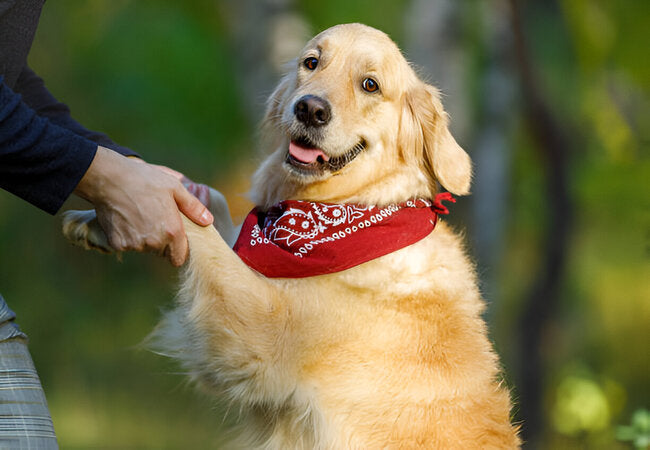 Teach Your Dog Manners: Saying “Please” Matters in 2025 – Vet‑Approved Guide 🐶🙌