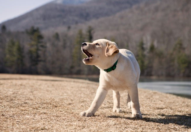 Teach Your Dog to Bark on Command: A Vet Approved Guide for 2025 🐶🐾