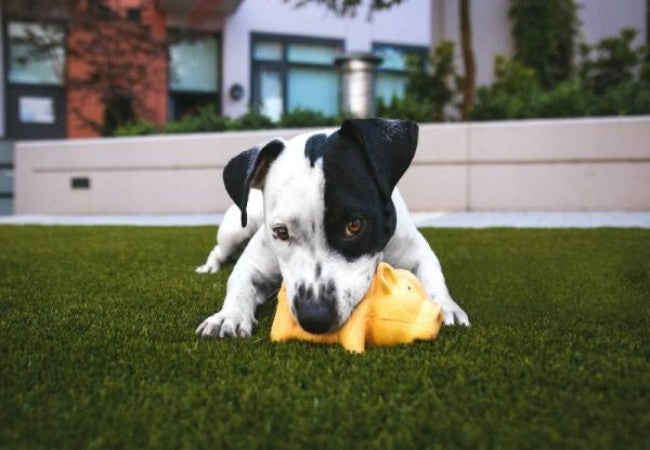 Teacup Dogs 2025: Vet Guide to Health, Care & Ethics 🐶🎖️