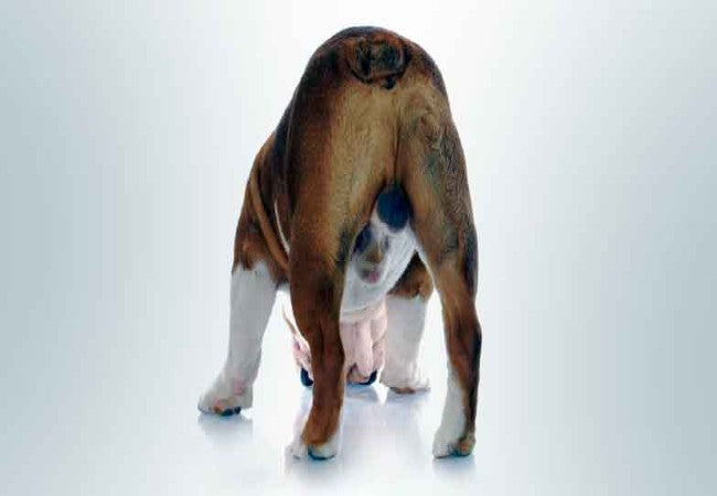 Testicular Tumors in Dogs 2025: Vet Guide to Detection & Care 🐾