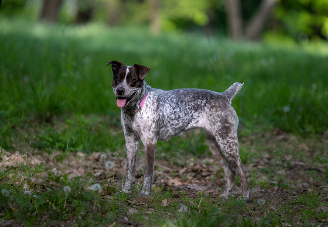 Texas Heeler Guide 2025: Vet-Approved Care for Loyal Ranch Dogs 🐾🤠