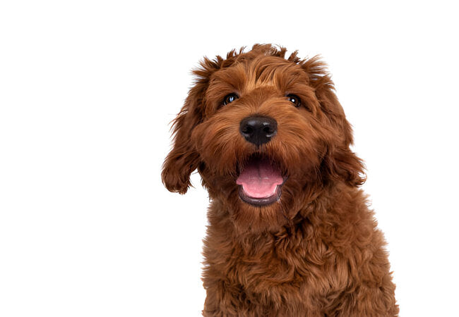 16 Popular Doodle Breeds: 2025 Vet-Approved Care & Selection Guide 🐕✂️