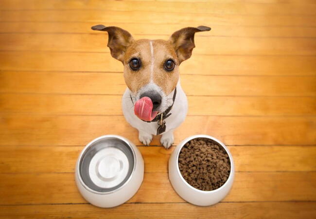 The Benefits of Proper Nutrition for Dogs in 2025: A Vet’s Guide 🥗🐾