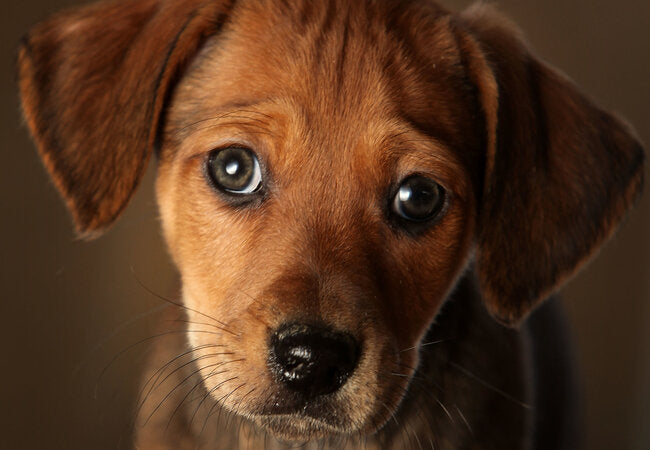 Why Puppy Eyes Melt Hearts: 2025 Vet's Evolutionary Findings 💖🐶