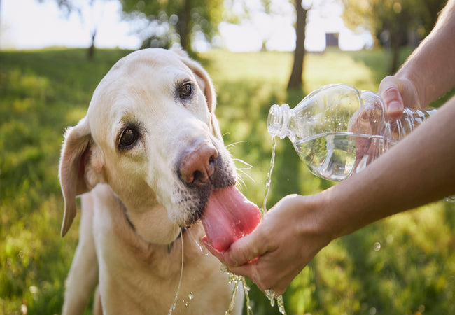 The Importance of Water for Dogs: A Vet’s 2025 Hydration Guide 💧🐶