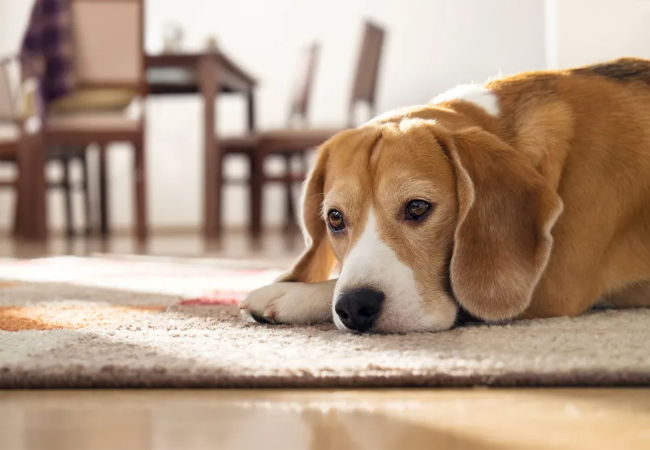 The Silent Link: How Digestive Disorders Drive Behavior Changes in Pets🐶✨