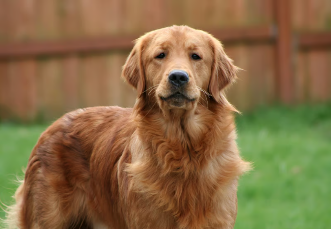 The Smartest Dog Breeds – Vet Insight on Brainy Pups 2025 🧠🐶