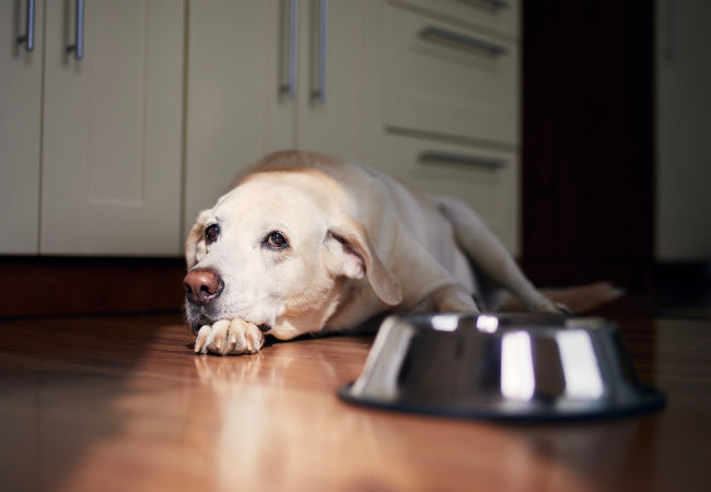 The Top 10 Signs Your Pet’s Behavior Is Actually a Medical Issue🐶✨