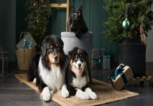 The Ultimate Vet Approved Holiday Gift Guide for Pets in 2025 🩺🐶