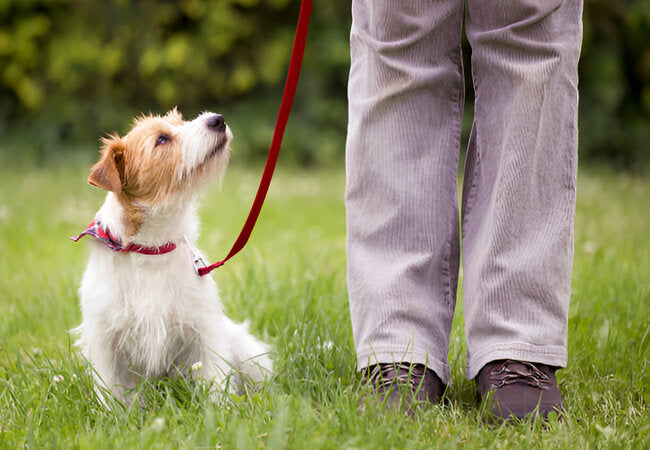 These Dog Training Tips Can Help Your Pup Overcome Leash Reactivity in 2025 – Vet‑Approved Strategies 🐕‍🦺🎯