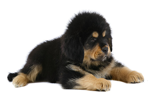 Tibetan Mastiff Care: 2025 Vet-Approved Guardian Breed Guide 🐕🏔️