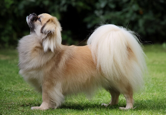 Tibetan Spaniel Guide 2025: Vet-Approved Care for Regal Watchdogs 🦁🐾