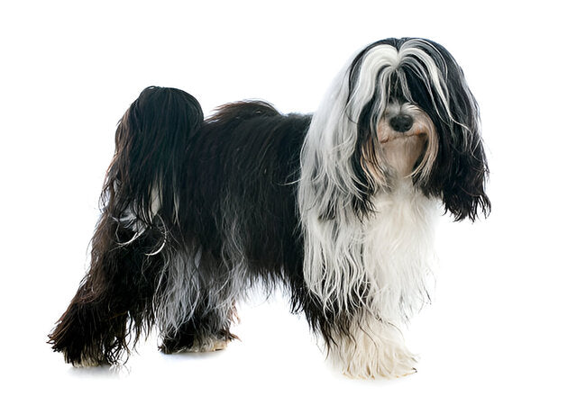 Tibetan Terrier Care: 2025 Vet-Approved Guide to the Himalayan Companion 🐕🌄