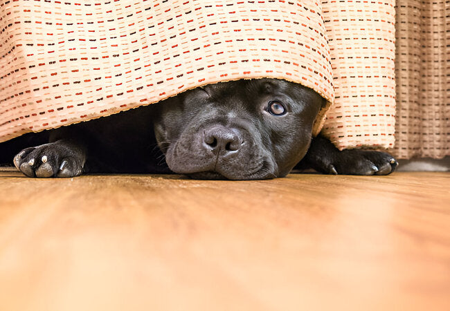 Timid Behaviors in Dogs: What’s Normal & When to Get Help — Vet Guide 2025 ✅🐾