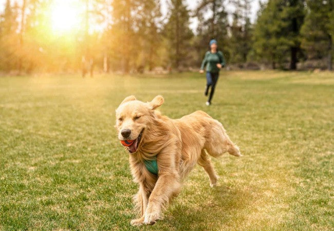 Top 10 Health Benefits of Walking Your Dog in 2025: A Vet's Guide to a Happier, Healthier Pup 🚶‍♂️🐶