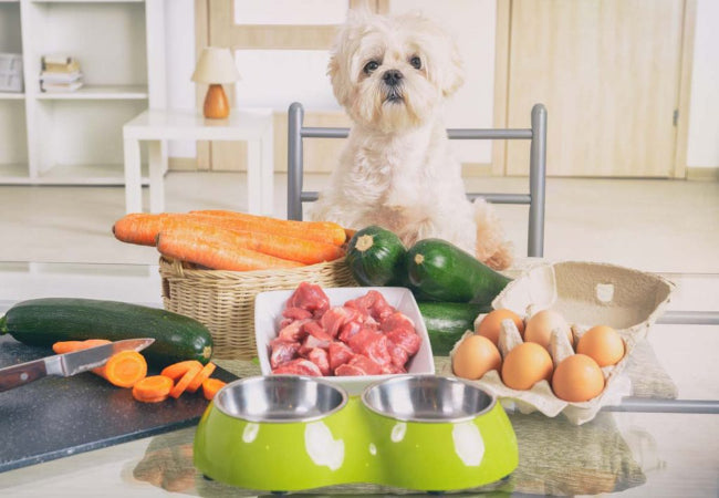 Natural Feeding Myths for Dogs