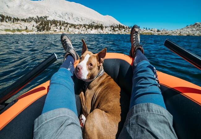 🌊 Top 10 Water Sports for Dogs in 2025: Dive into Canine Aquatic Adventures 🐶🏄‍♂️