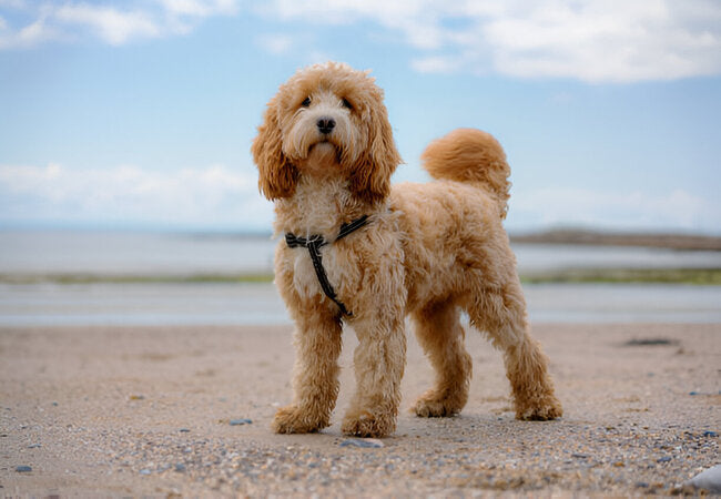 12 Cleanest Dog Breeds: 2025 Vet-Approved Low-Shedding Guide 🐕✨