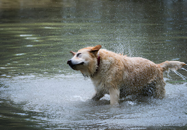 Top 18 Water-Loving Dog Breeds 2025: Vet-Approved Care & Training 🌊🐾