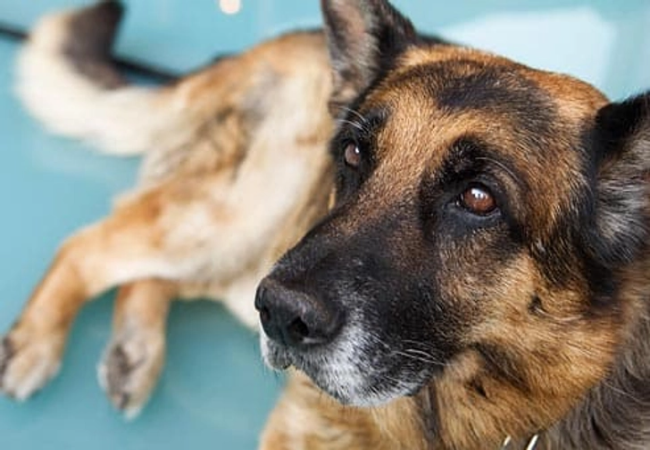 Top 5 Health Issues in Small Dog Breeds: A 2025 Veterinary Guide🐾