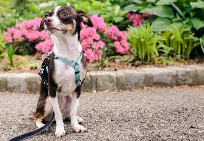 Top 6 Dog Breeds Found in Mixed-Breed DNA Tests (2025 Vet Approved Guide) 🧬🐾