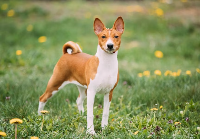 Top Cleanest Dog Breeds (2025): Vet-Approved Picks for a Tidy Home 🧼🐶