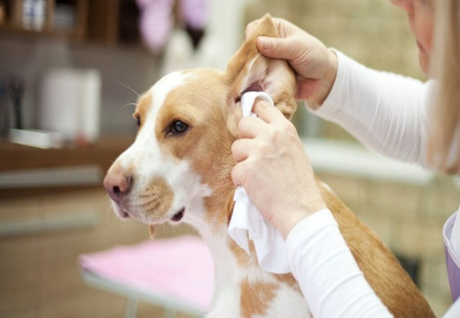 Top Dog Ear Cleaners 2025: Vet’s Guide to a Healthy, Comfortable Pup 🩺🐾