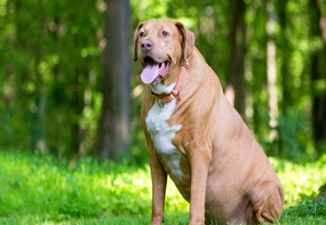 Top Exercise Warning Signs in Dogs: 2025 Vet Reviewed Guide 🐾