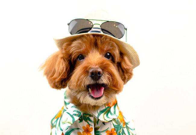 Top Fluffy Dog Breeds 2025: Vet-Approved Care & Grooming Tips 🐾🐕