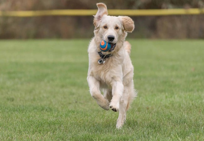 Top Signs Your Dog Isn’t Getting Enough Exercise (2025) 🐶🏃‍♂️  Dr Duncan Houston BVSc