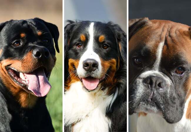 🐾 Top Working Dog Breeds and Their Specialized Jobs in 2025 🐶