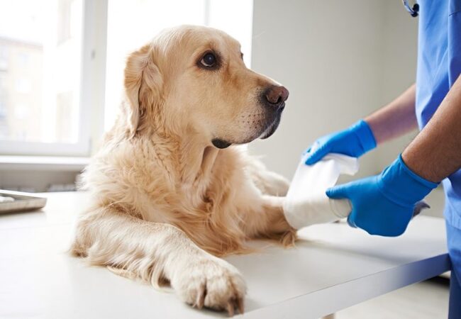 Torn Knee Ligament in Dogs in 2025 Vet Guide: Treatment, Rehab & Recovery 🦵🐾