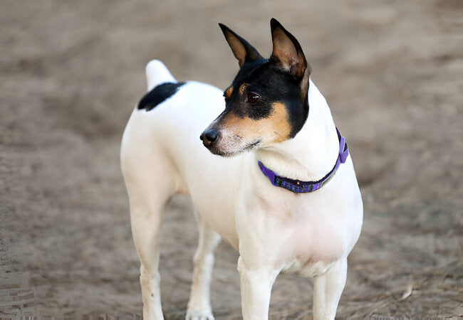 Toy Fox Terrier Care: 2025 Vet-Approved Guide for Spirited Companions 🐕🎩