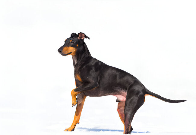 Toy Manchester Terrier Guide 2025: Vet-Approved Care for Spirited Watchdogs 🐾🎯