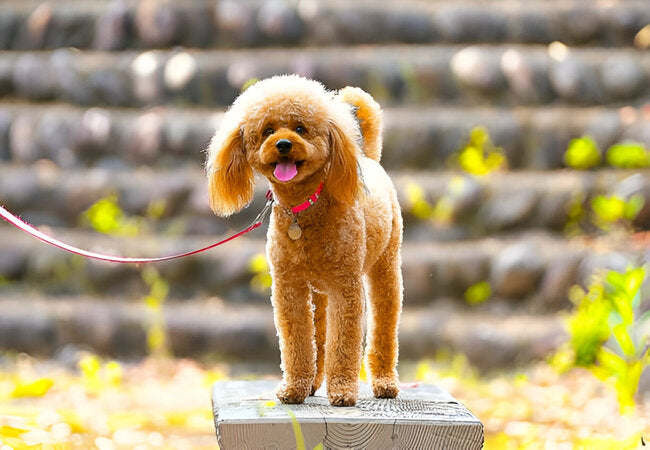 Toy Poodle Guide 2025: Vet-Approved Care for Tiny Hypoallergenic Pups 🐩✨