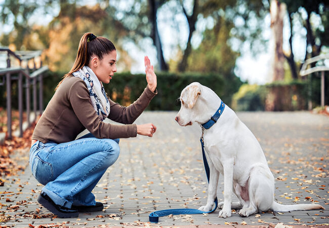 Training Dogs the Kind Way: Vet‑Approved 2025 Guide to Positive, Fear-Free Methods 🐶💕