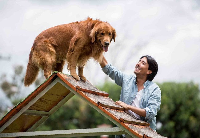 Training Senior Dogs to Play Games on Touch Screens in 2025: Vet Backed Tips 🐾📱