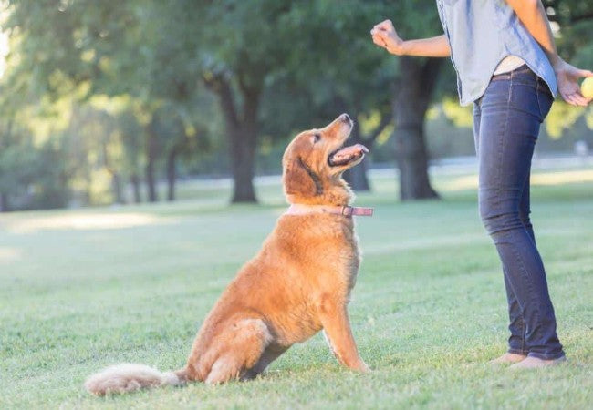 Training or Bribing? Vet Tips for Food-Free Obedience 🐾