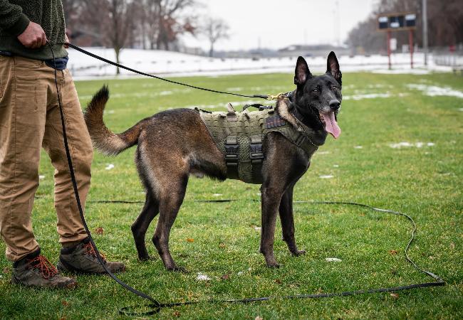 Training or Bribing? Vet Tips for Reliable Behavior 🐶 Ask A Vet