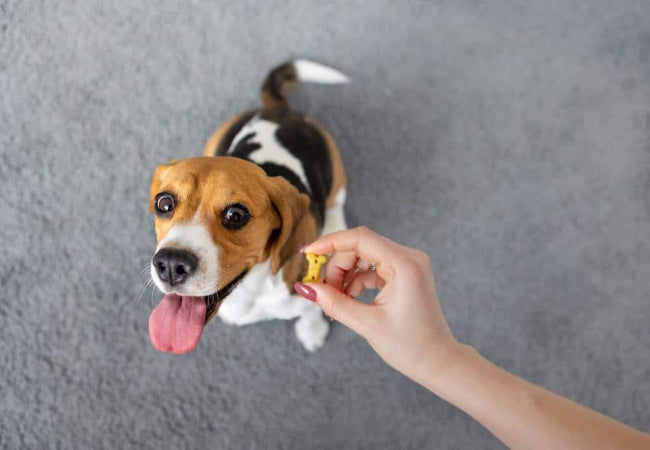 Training or Bribing? Vet Tips for Reliable Behavior Without Food 🐶✨