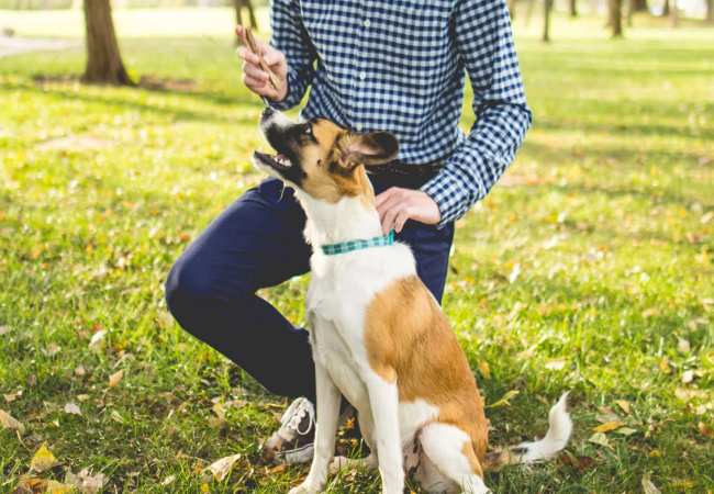 Training or Bribing? Vet Tips for Reliable Behavior 🐾