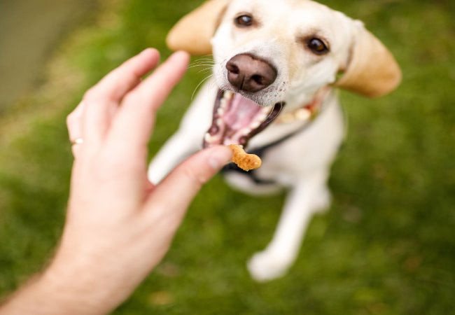 Training vs. Bribing: Build Reliable Behavior Without Food 🐶✨