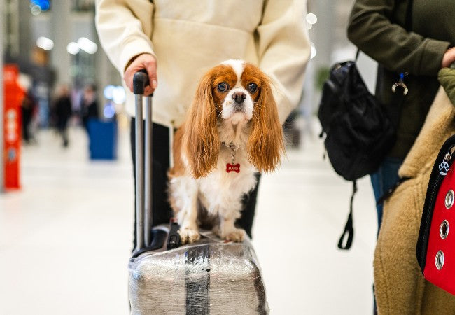 Traveling with Your Puppy (2025): Vet Approved Tips for Safe & Calm Journeys 🐶✈️