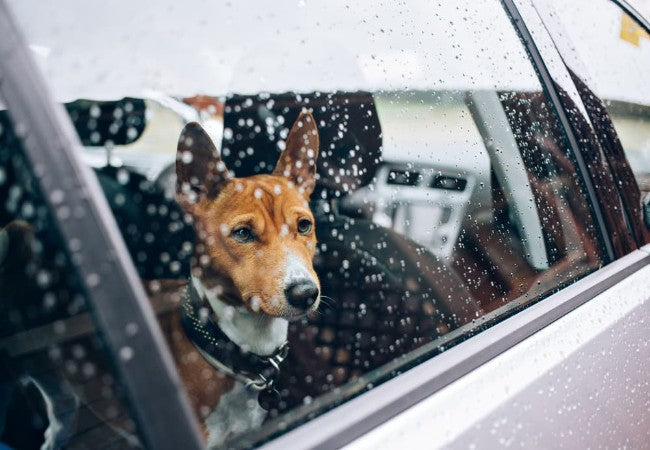 Traveling with a Puppy: Vet Approved 2025 Guide for Safe and Stress Free Trips🩺🐶