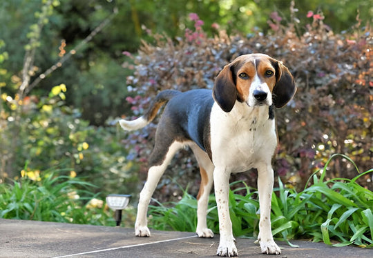 Treeing Walker Coonhound Guide 2025: Vet-Approved Care for Hunters 🐾🎯