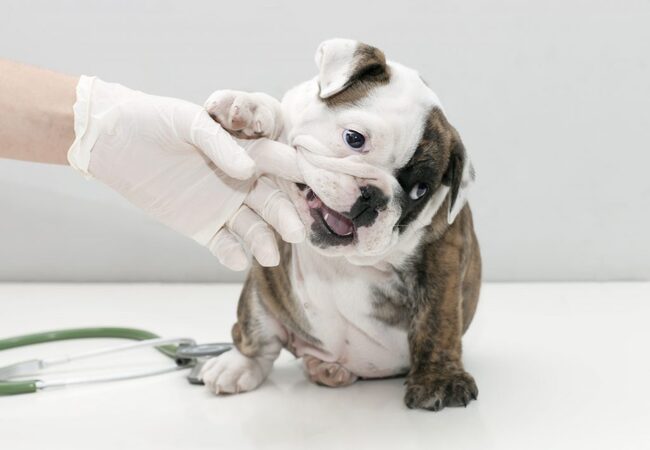 Trichuriasis in Dogs: Veterinary Vet Guide & Prevention 2025 🐛🩺🐾
