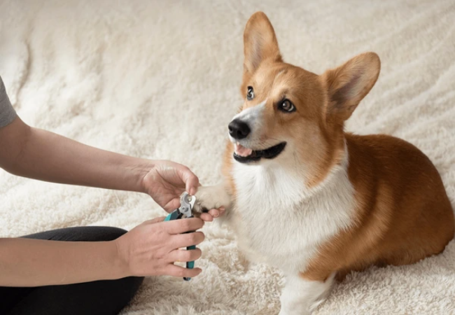 Trim Your Dog’s Nails: 2025 Vet Approved Safe, Stress Free Guide 🩺🐶